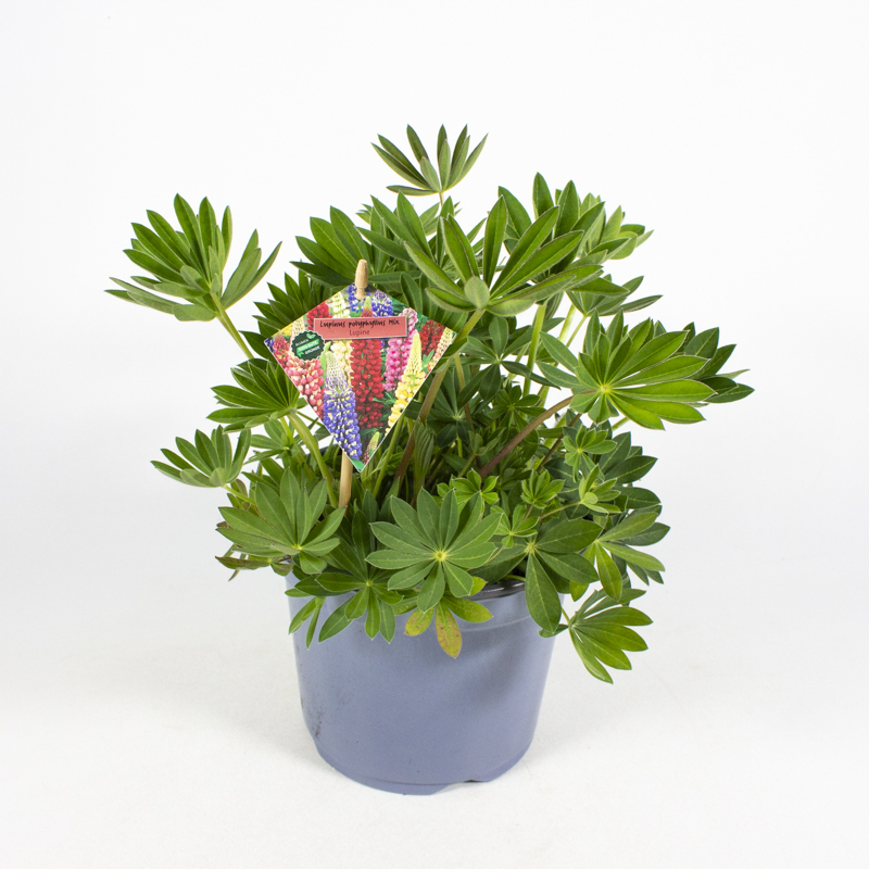 Lupinus hybriden