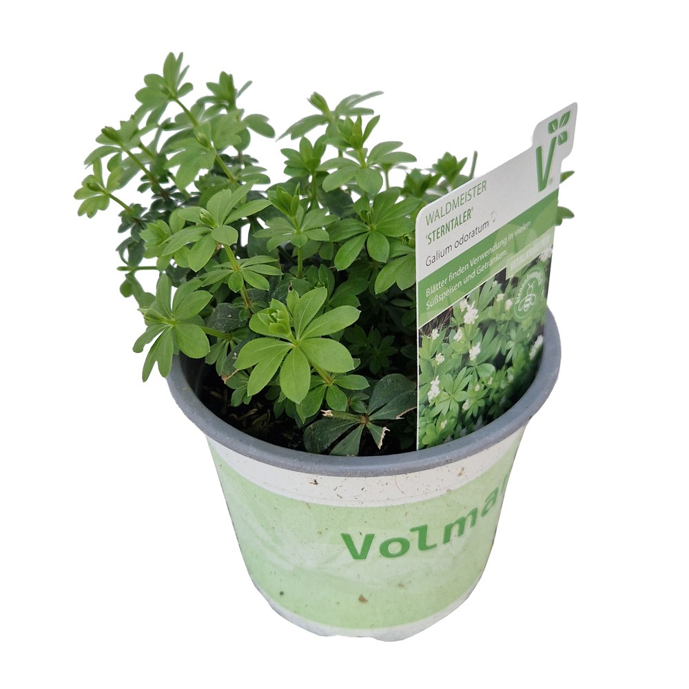 Galium odoratum sterntaler