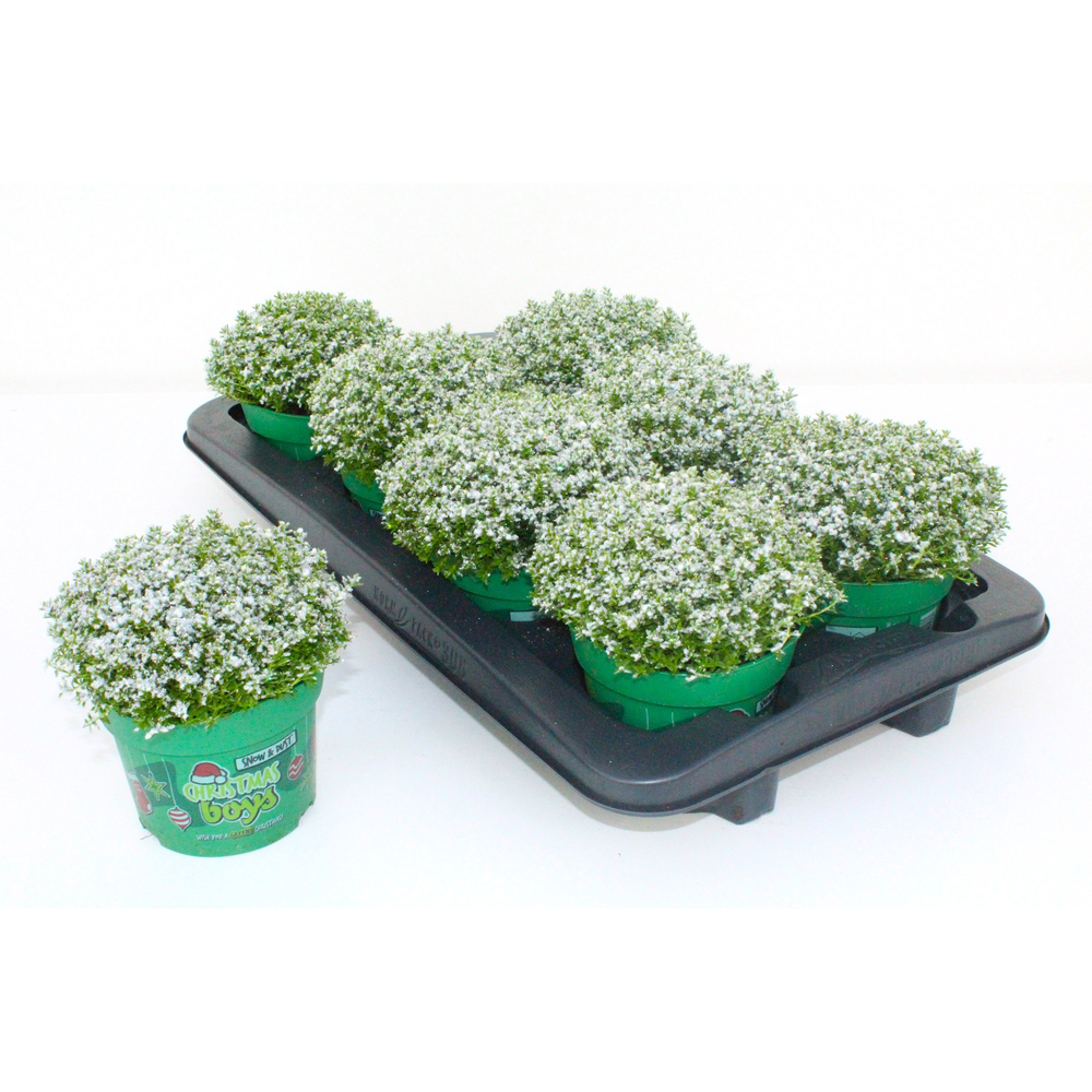 Hebe green globe christmasboys