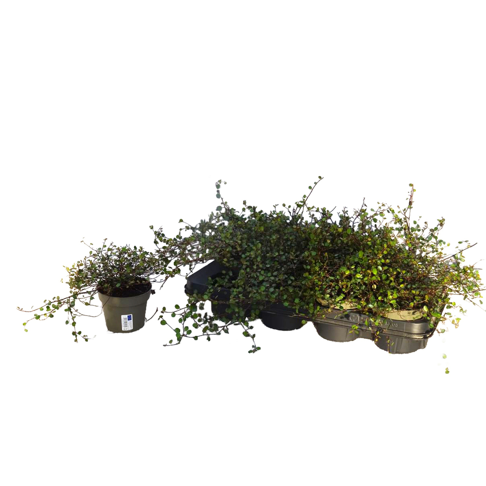 Muehlenbeckia complexa maori