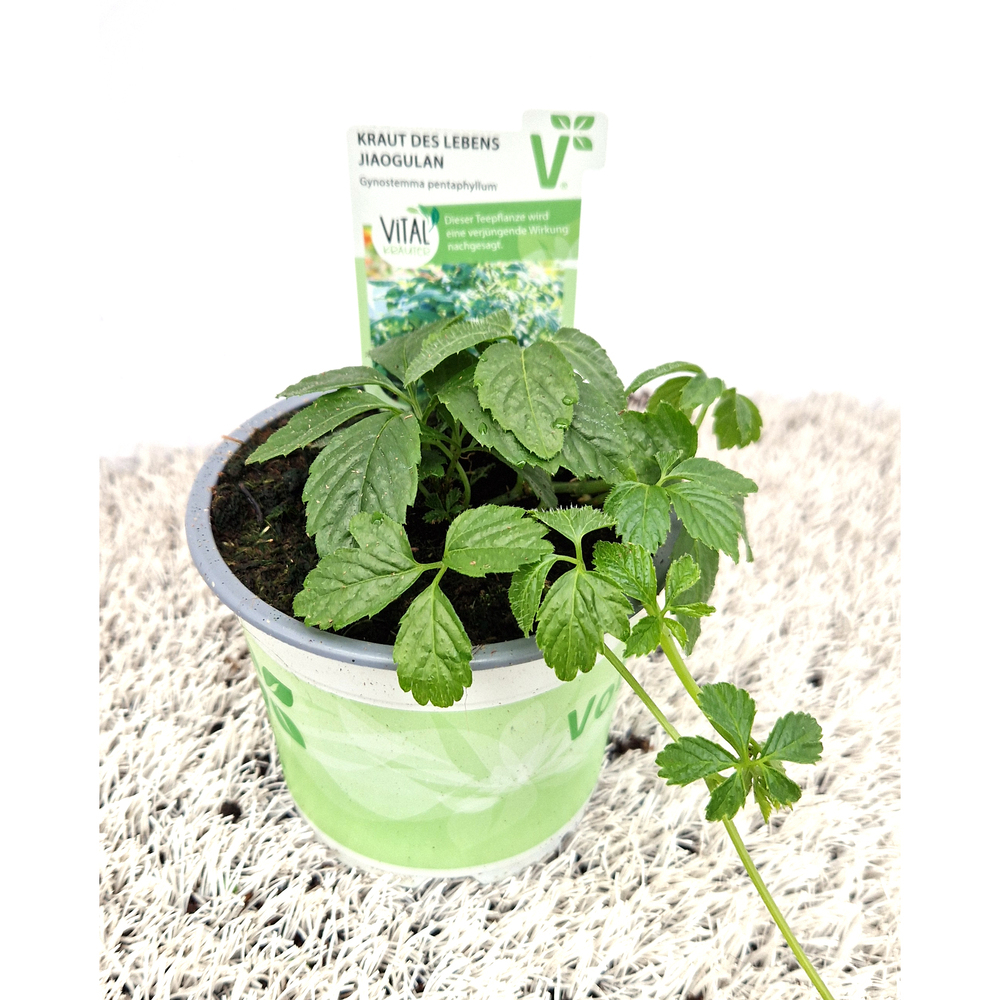 Gynostemma pentaphyllum jiaogulan