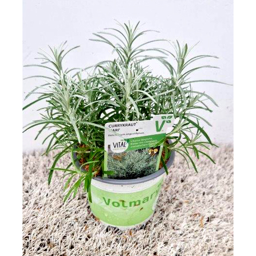 Helichrysum angustifolia kari