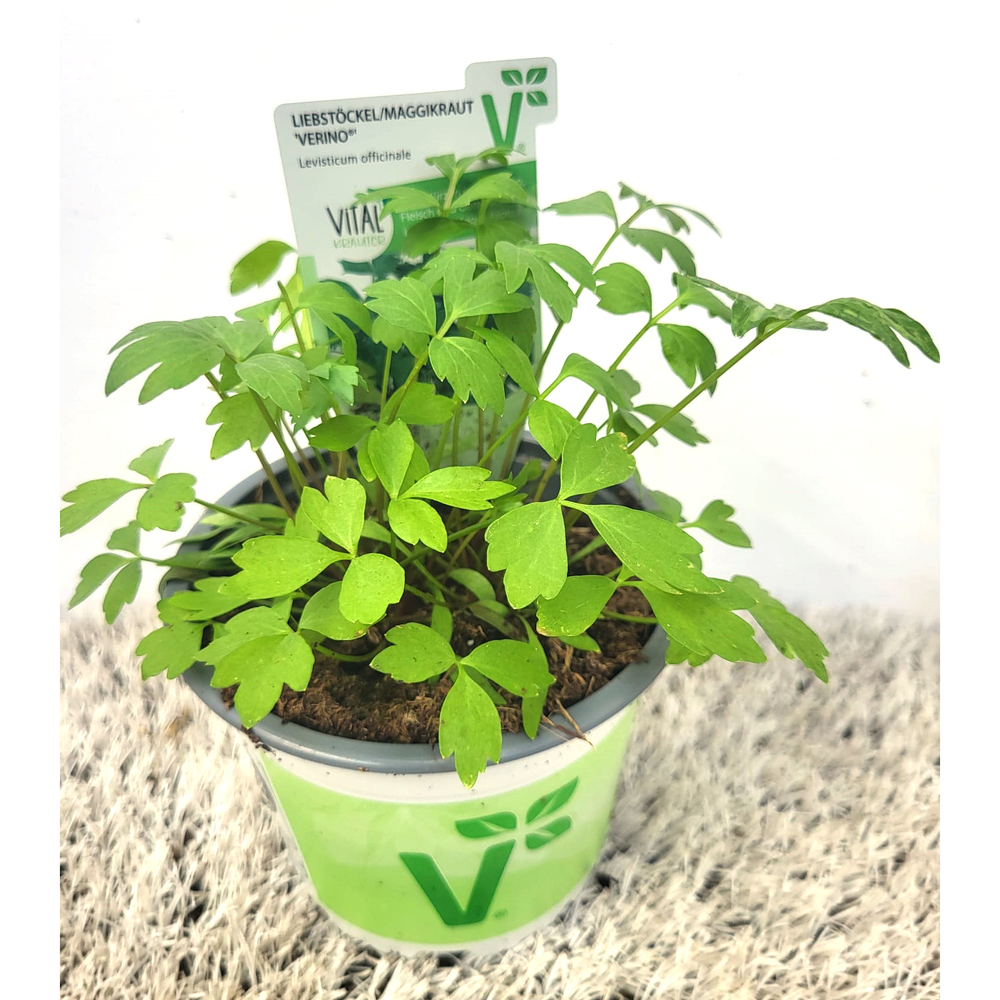 Levisticum officinale verino