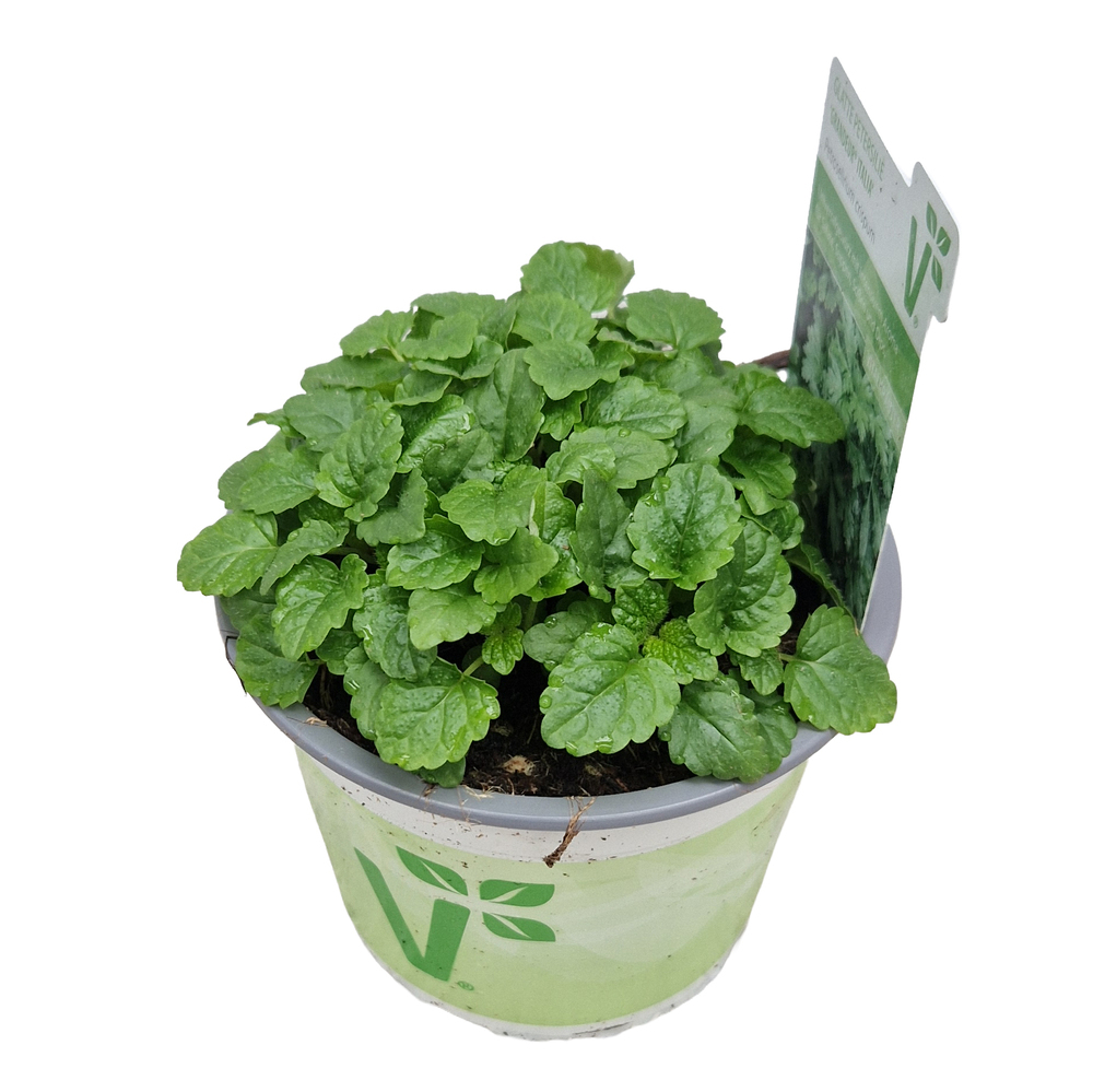 Melissa officinalis relax