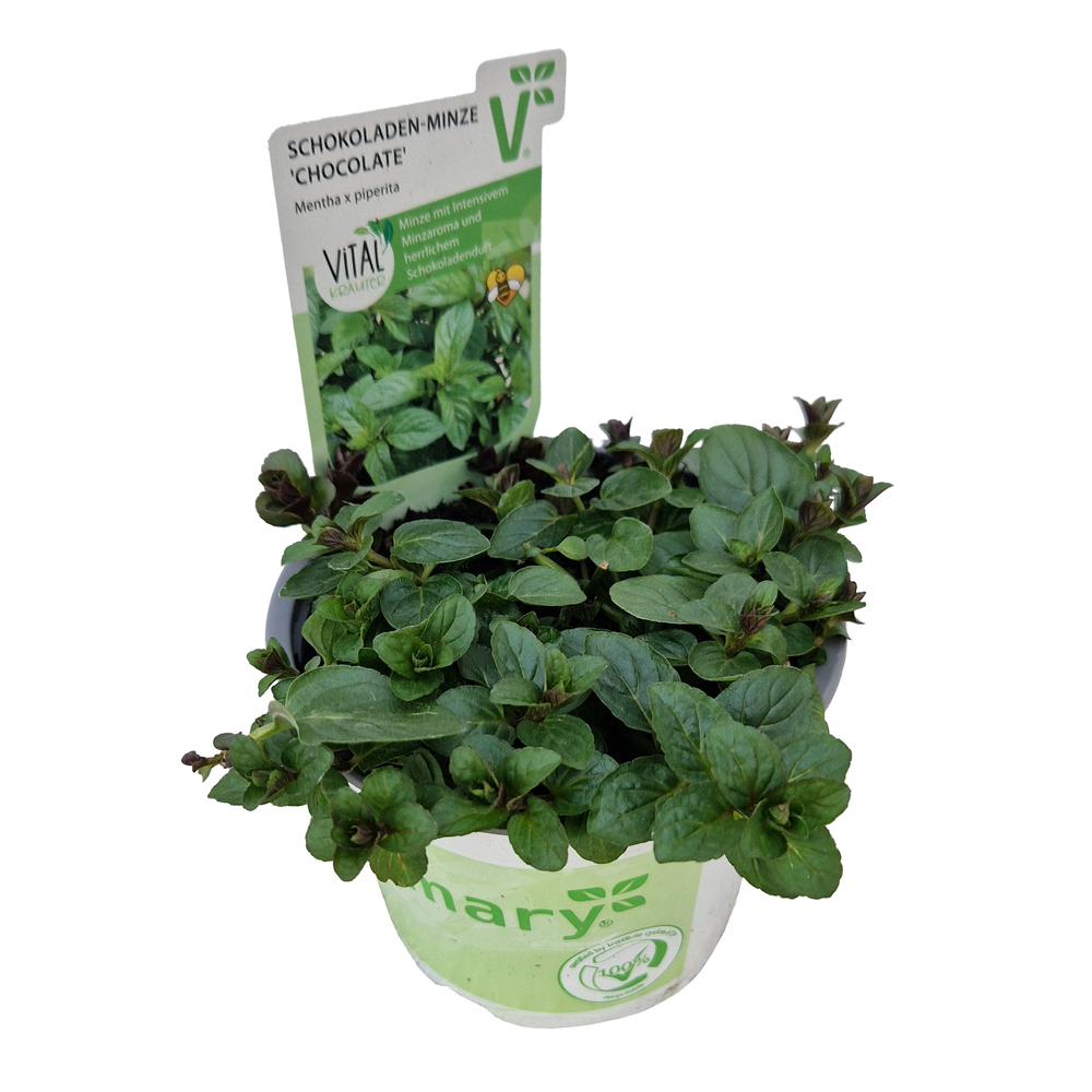 Mentha piperita chocolate