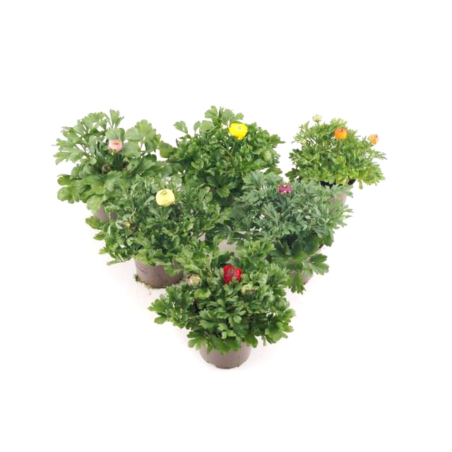 Ranunculus asiaticus magic