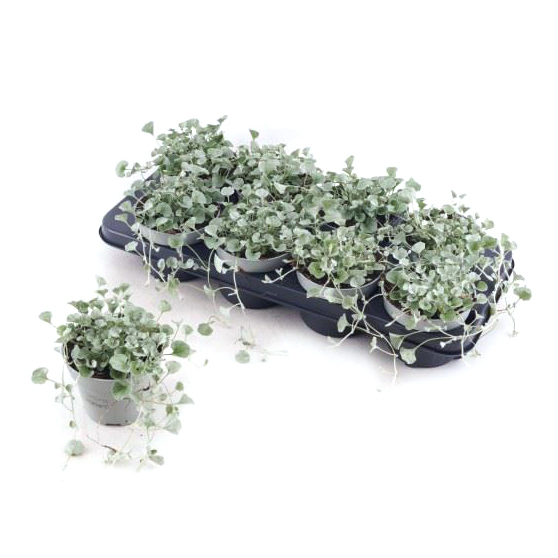 dichondra argenta silver falls