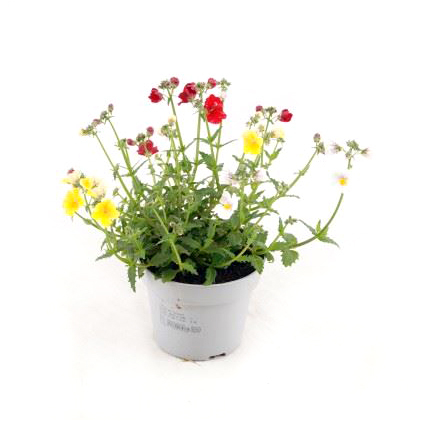 Nemesia sunsatia trio mio