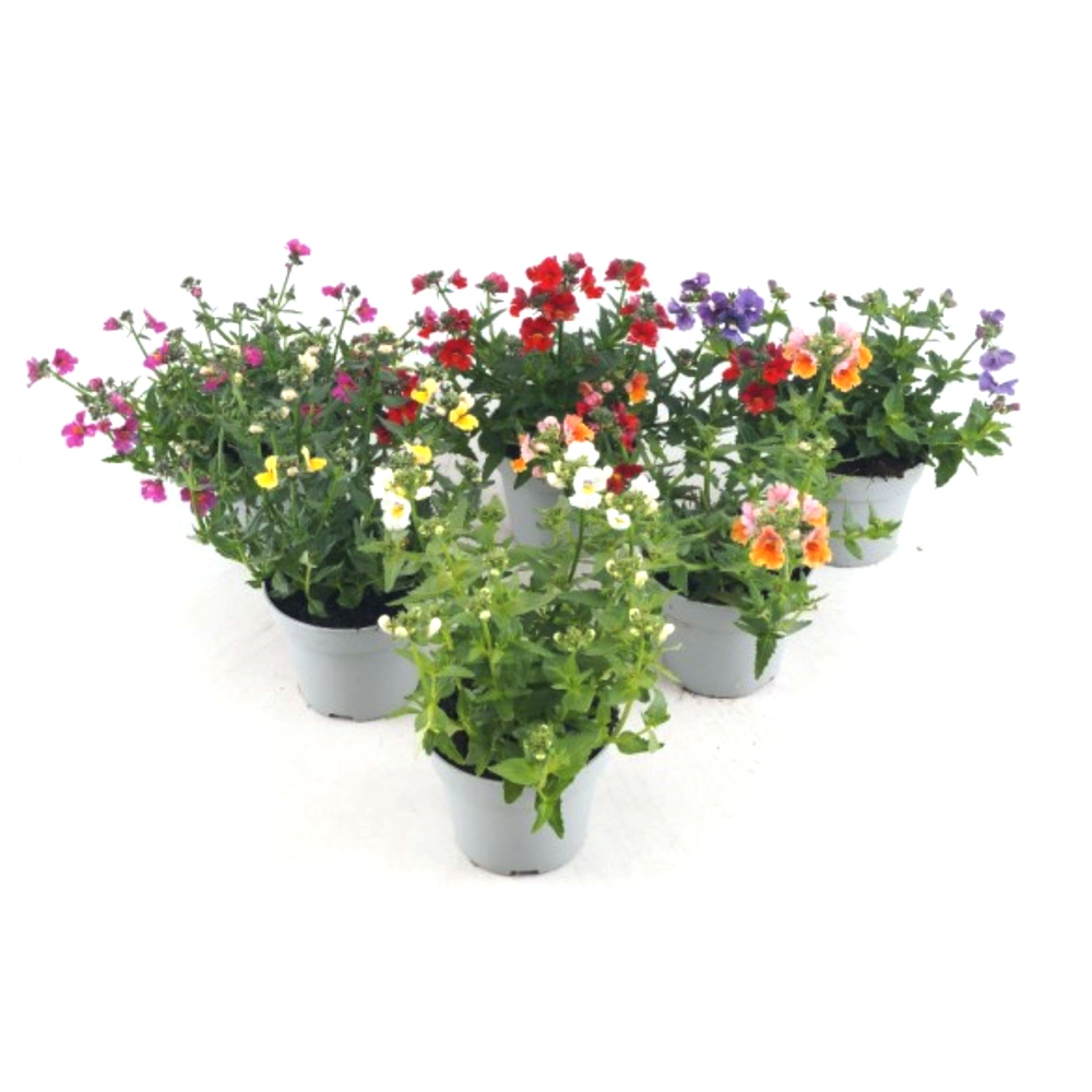 Nemesia sunsatia angelart