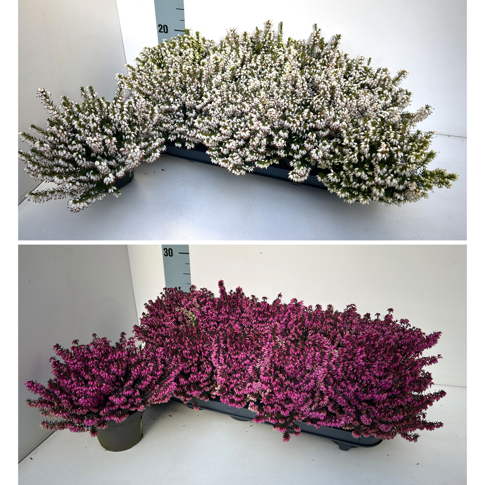 erica carnea winterladies