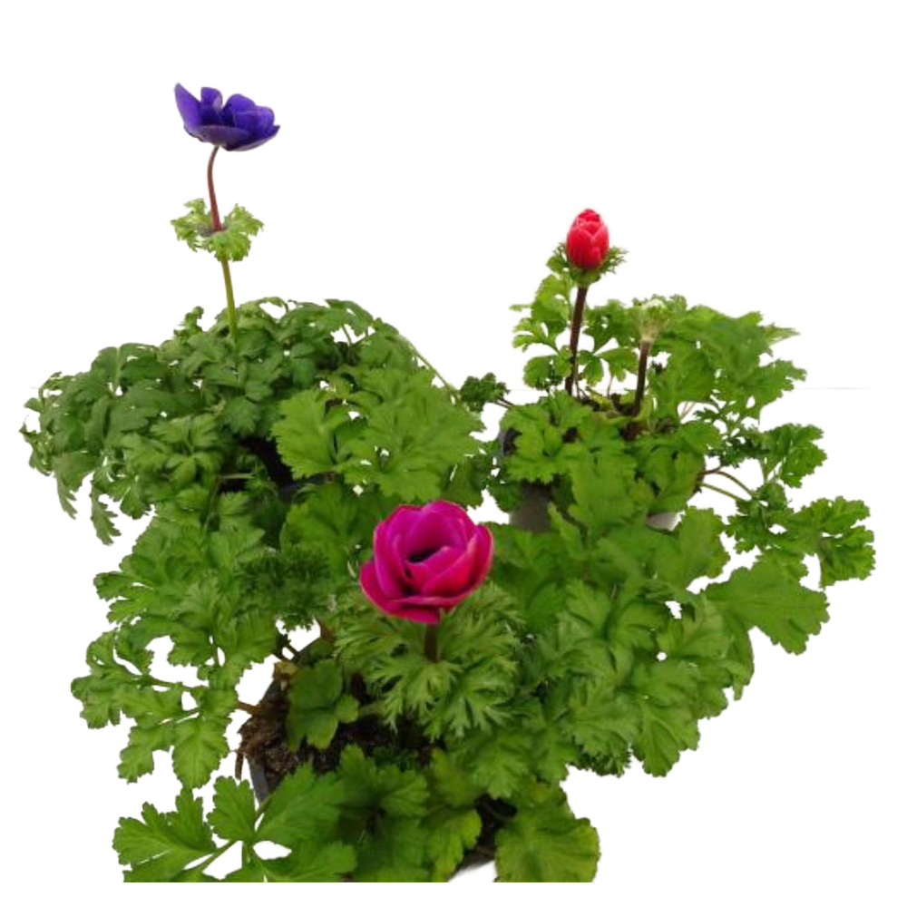 Anemone coronaria animo