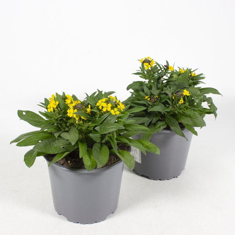 Erysimum canariensis