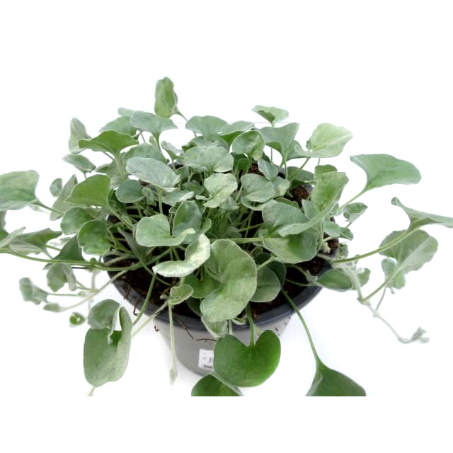 dichondra argenta