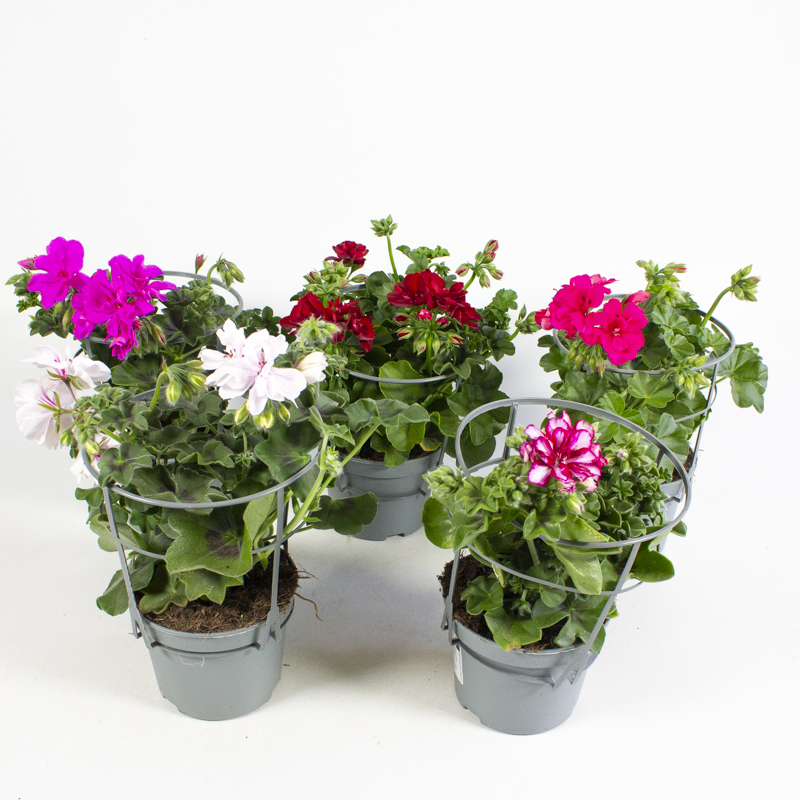 pelargonium peltatum