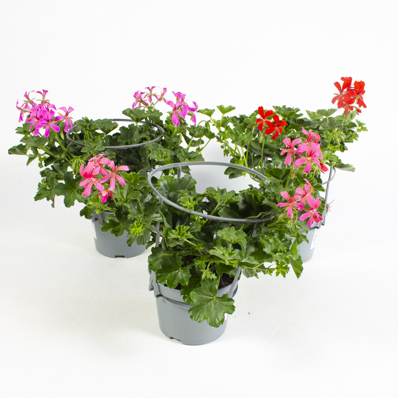 pelargonium peltatum ville