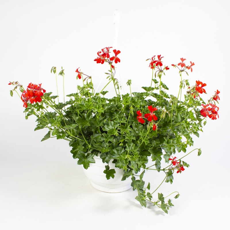 Pelargonium peltatum ville