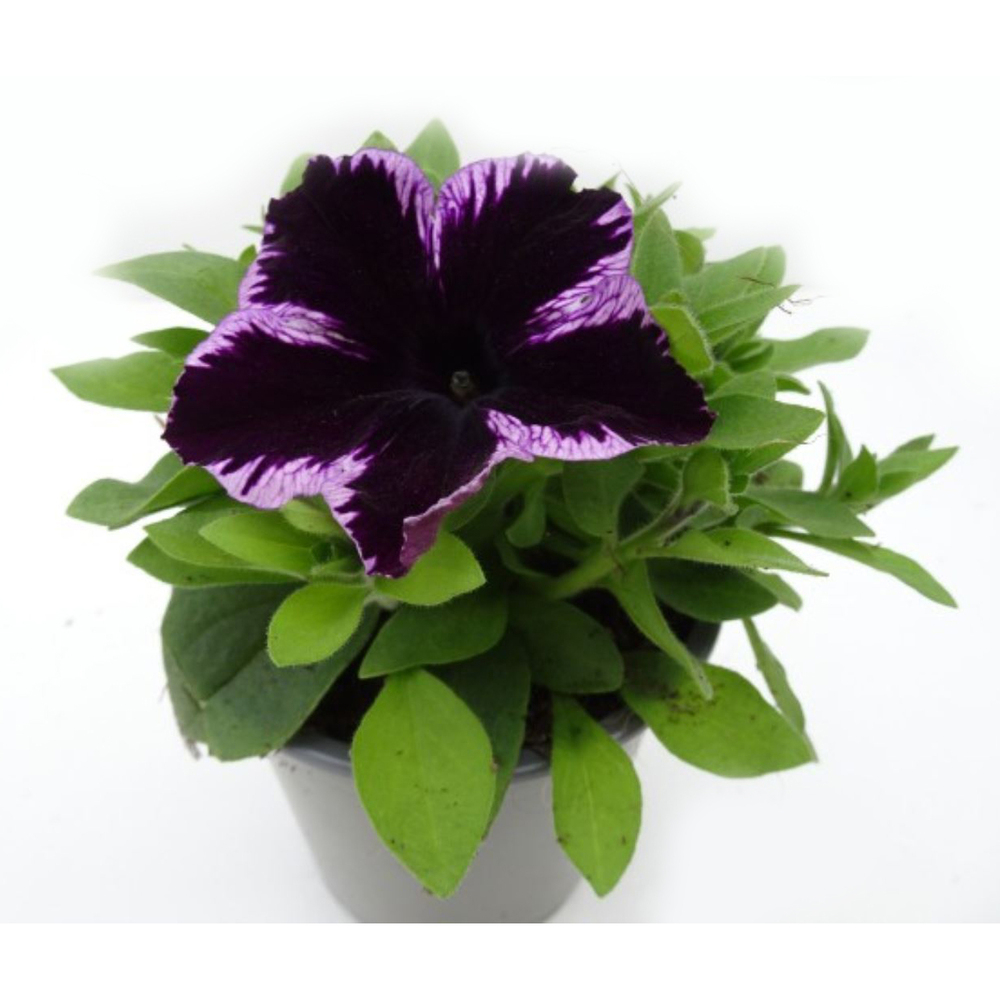 Petunia hybriden go!tunia cosmic violet