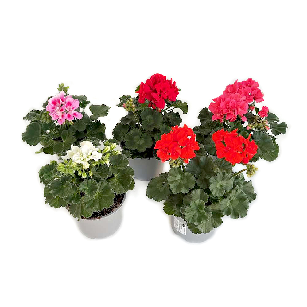 Pelargonium zonale