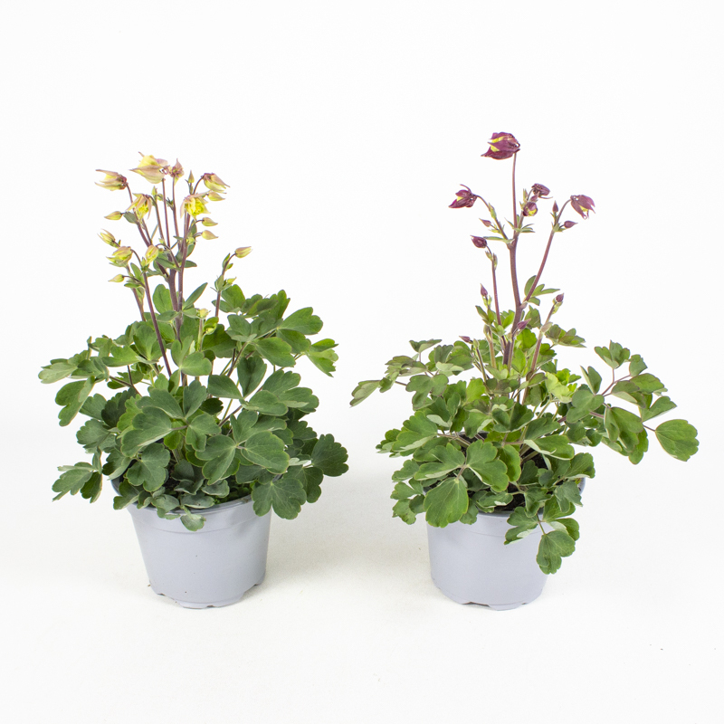 Aquilegia vulgaris winky double