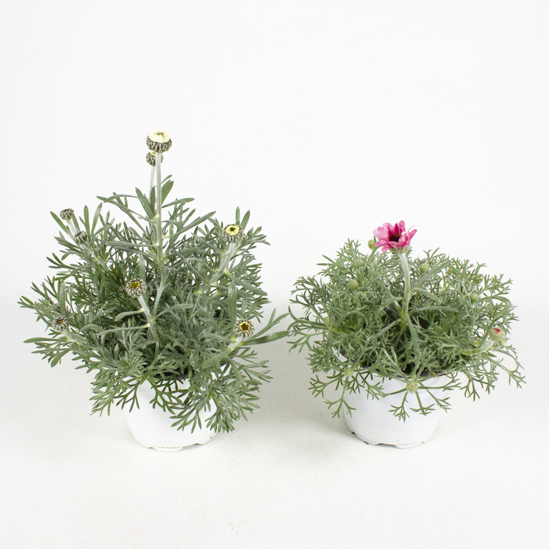 Rhodanthemum hosmariense