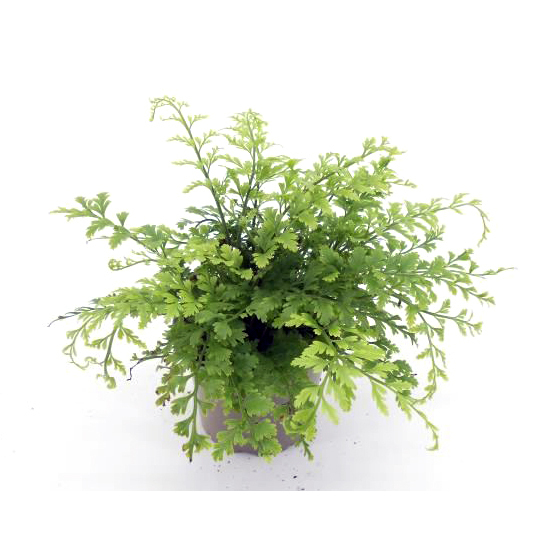 Asplenium dimorphum parvati