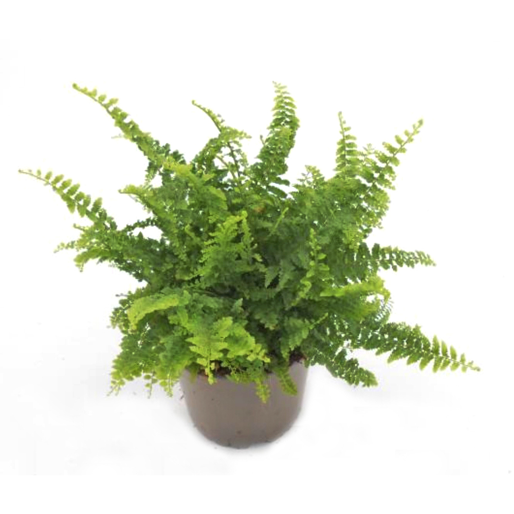 Nephrolepis exaltata fluffy ruffles