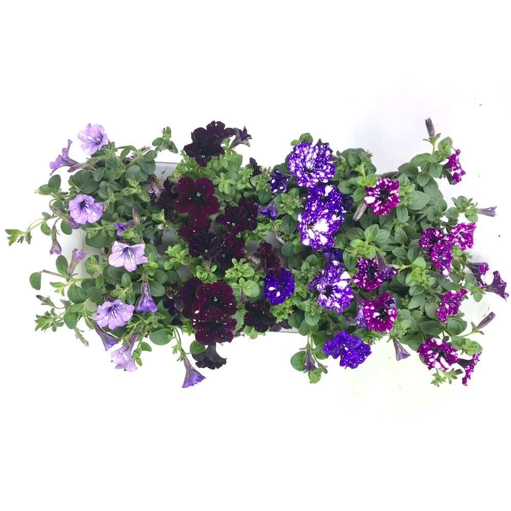 Petunia sky family