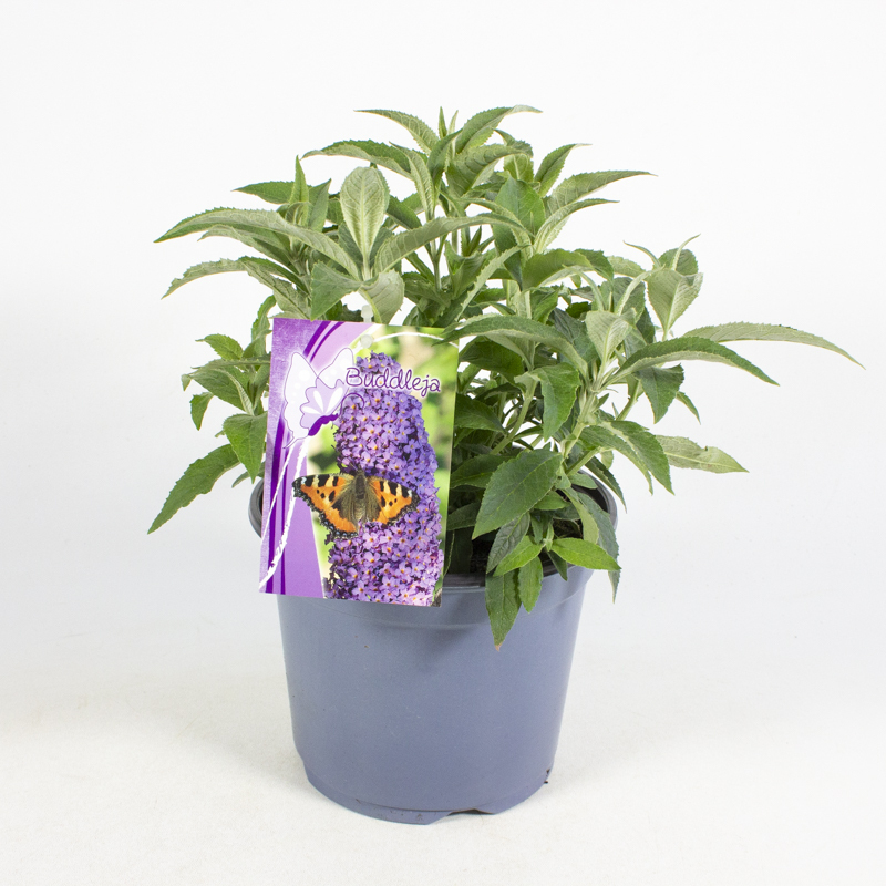 Buddleja cultivars summer birds