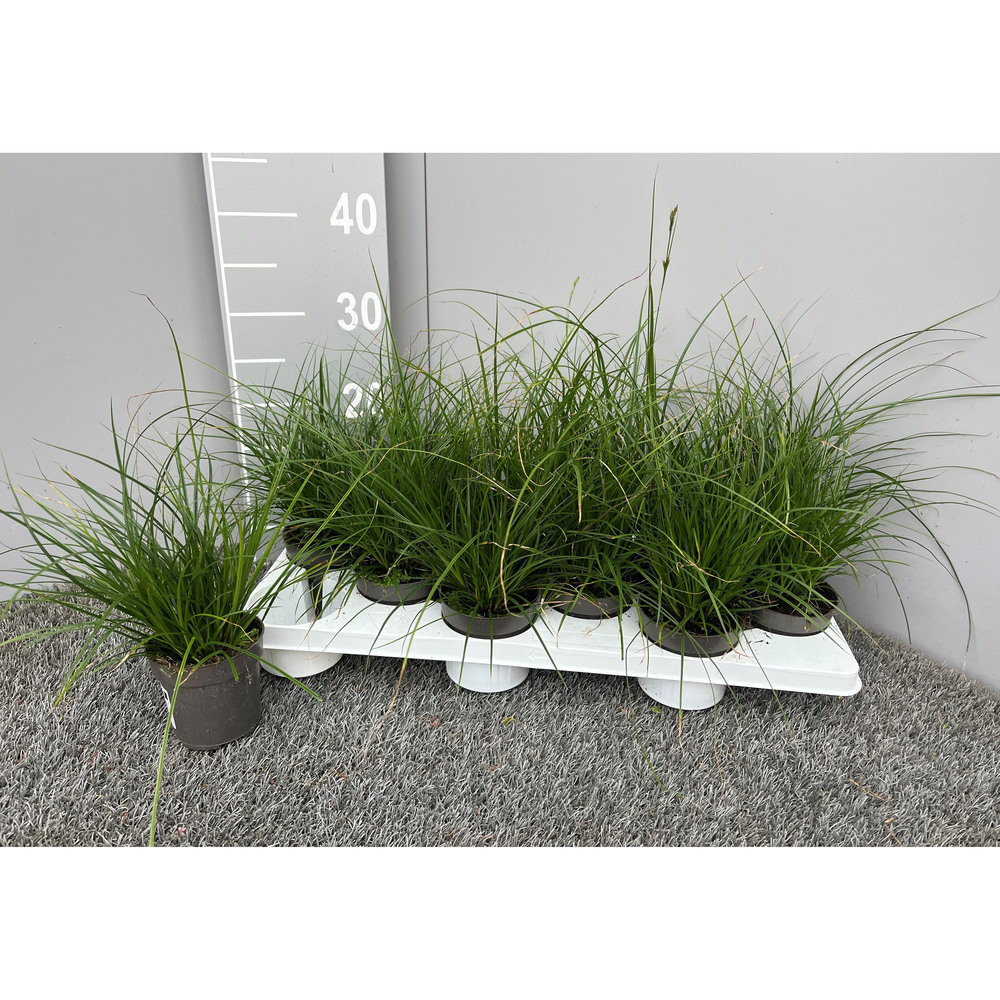 carex brunnea racing green