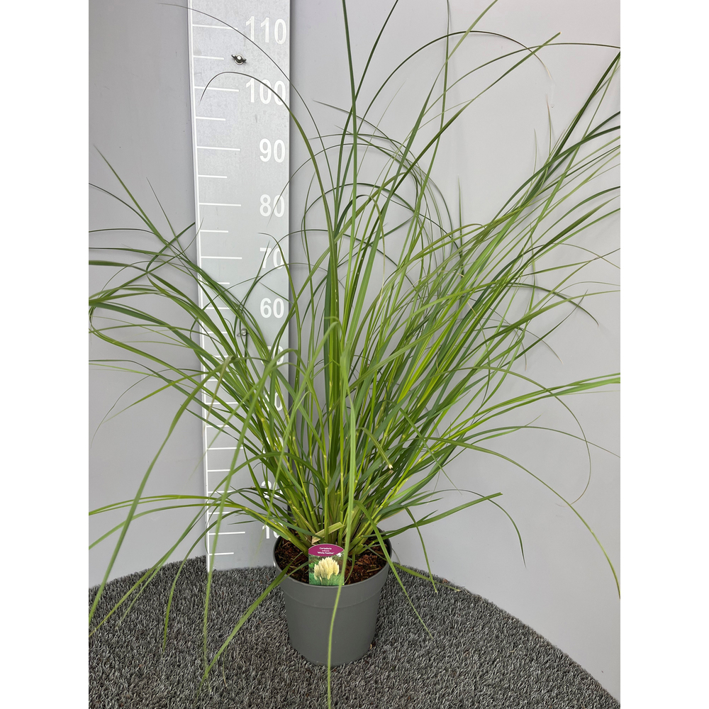 Cortaderia selloana white feather