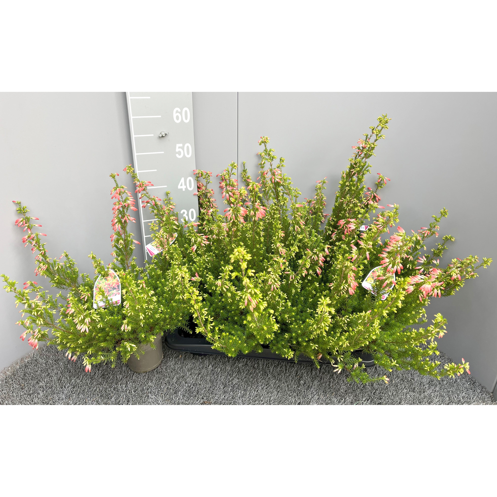 Erica oatesii winterfire