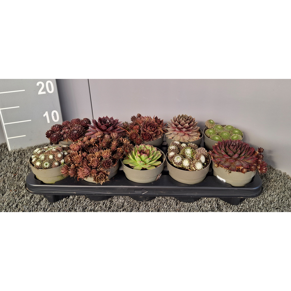sempervivum