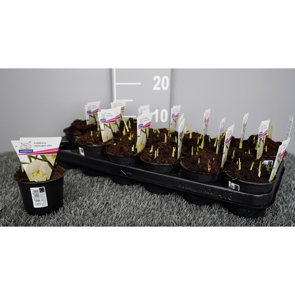 Fritillaria meleagris alba