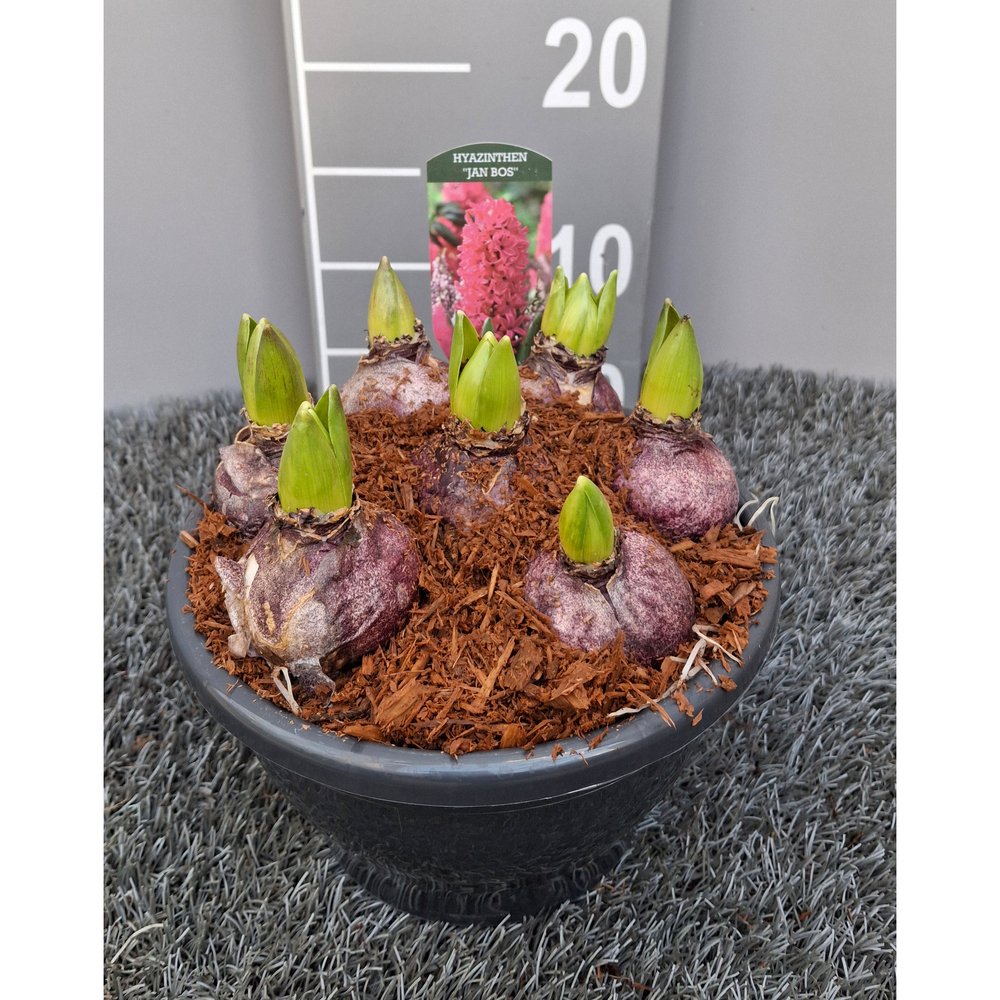 Hyacinthus orientalis jan bos