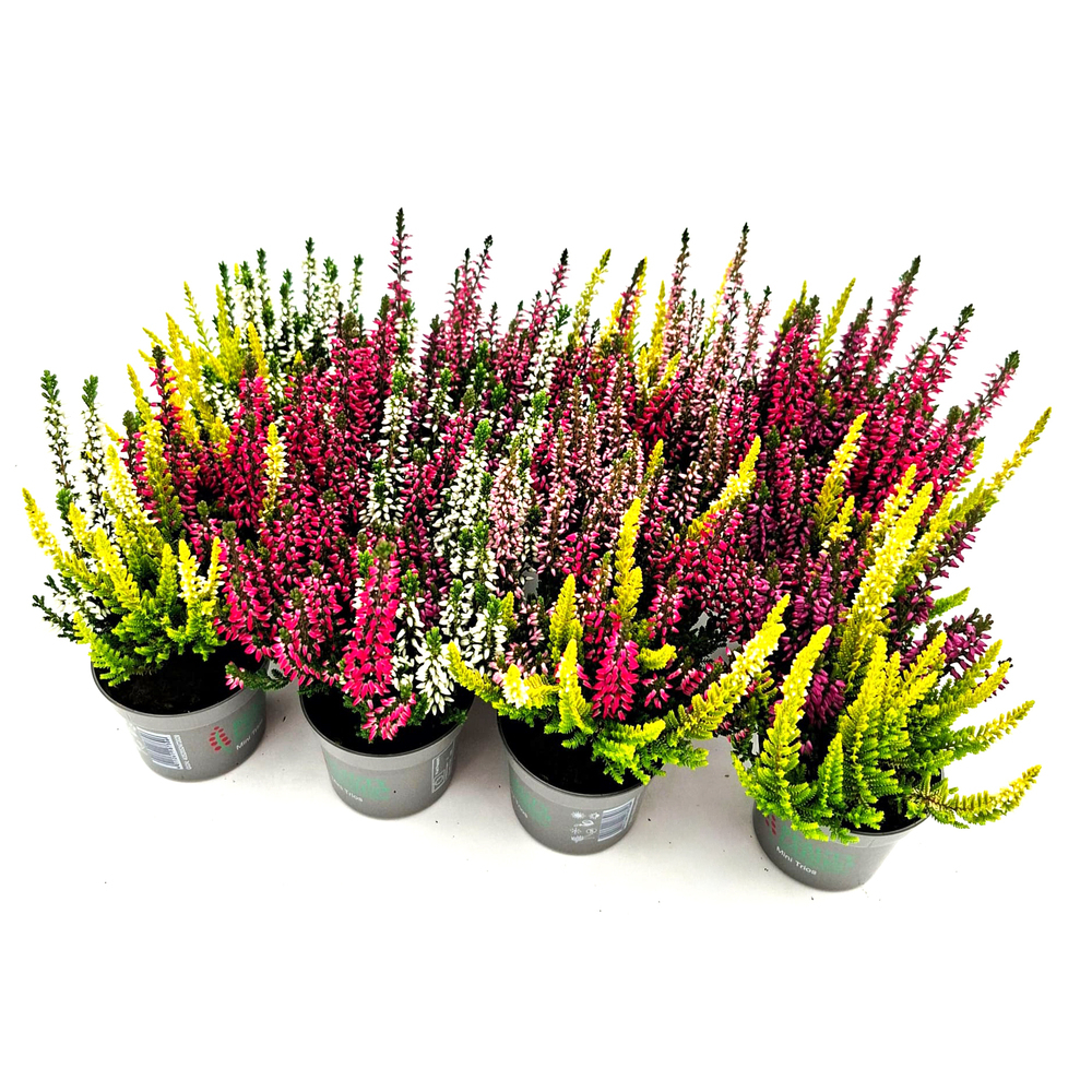 Calluna vulgaris beauty ladies trio