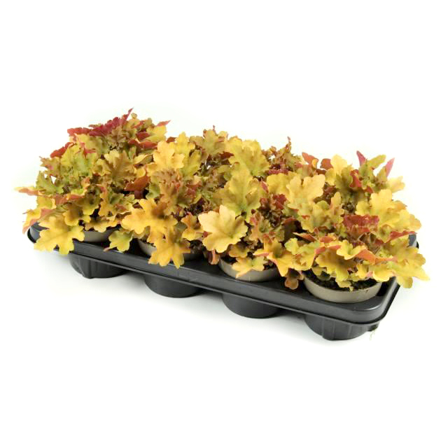 heuchera meristem