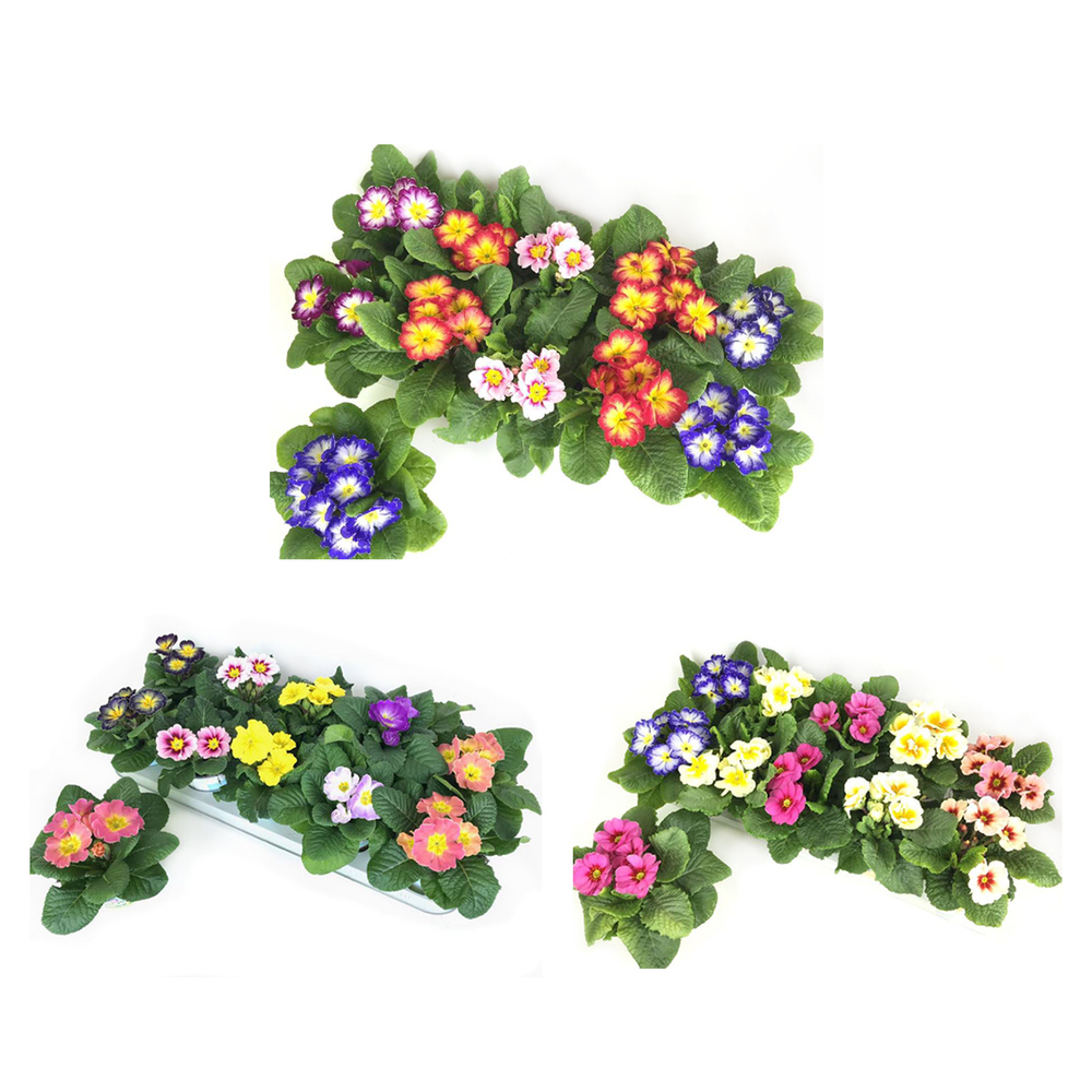 Primula acaulis milchshake