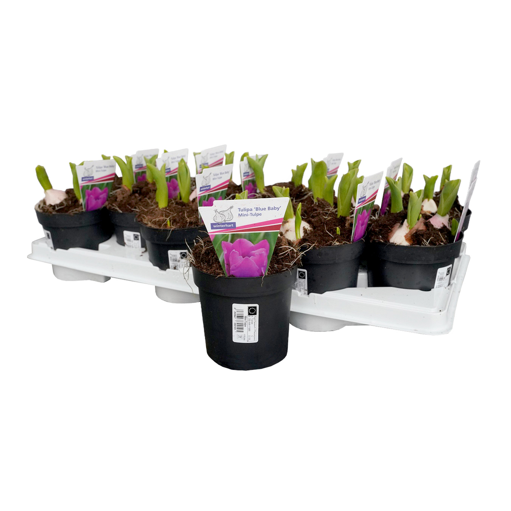 Tulipa mini baby blue