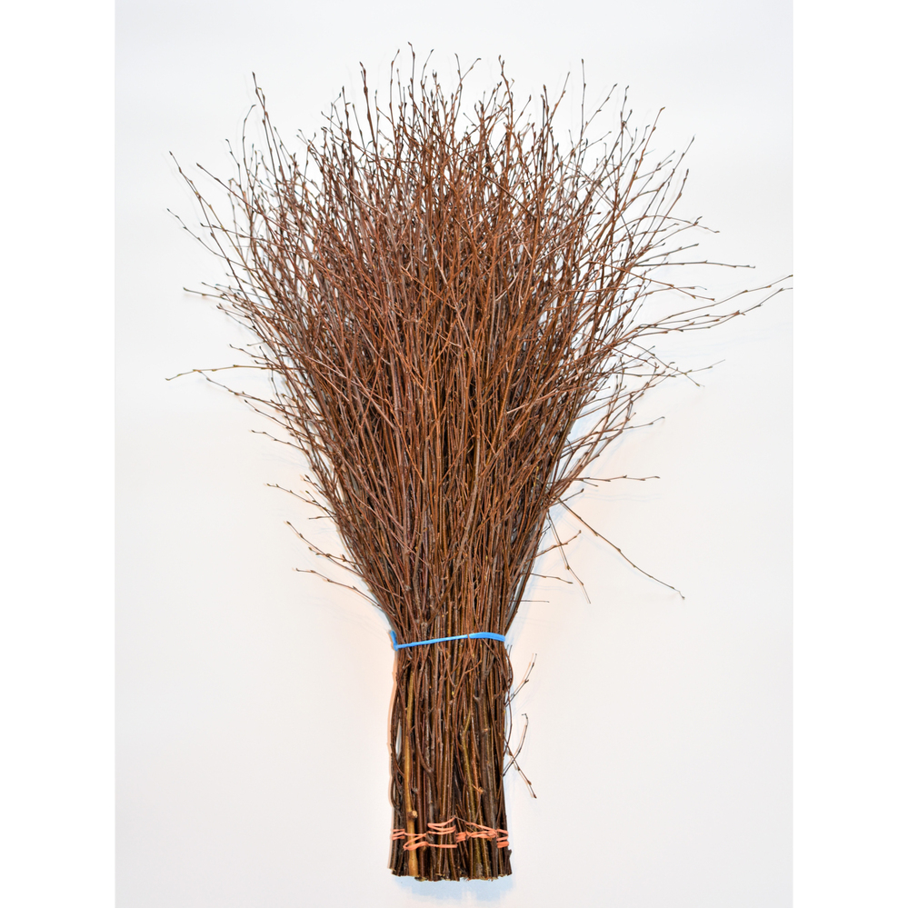 Betula natur