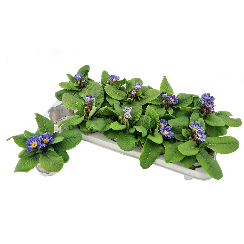 Primula picknick zebra