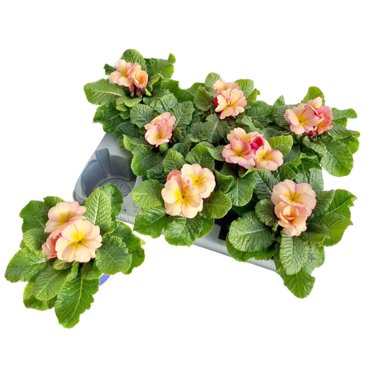 Primula picknick pfirsich
