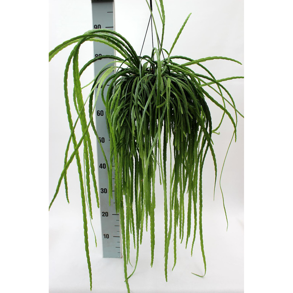 Lepismium bolivianum