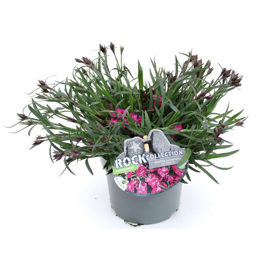 Dianthus caryophyllus mountain frost