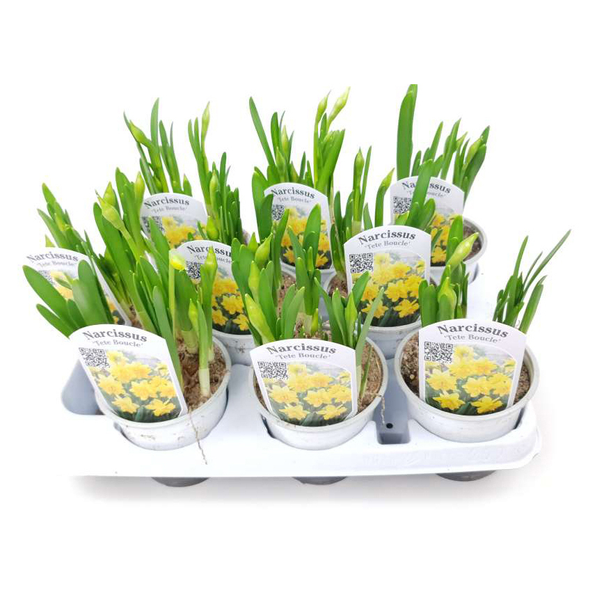 Narcissus tête à tête boucle