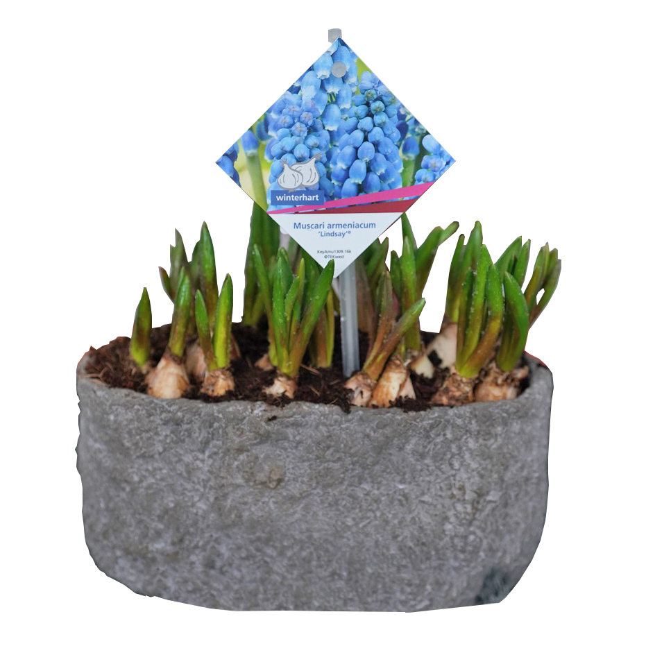 Muscari armeniacum lindsay