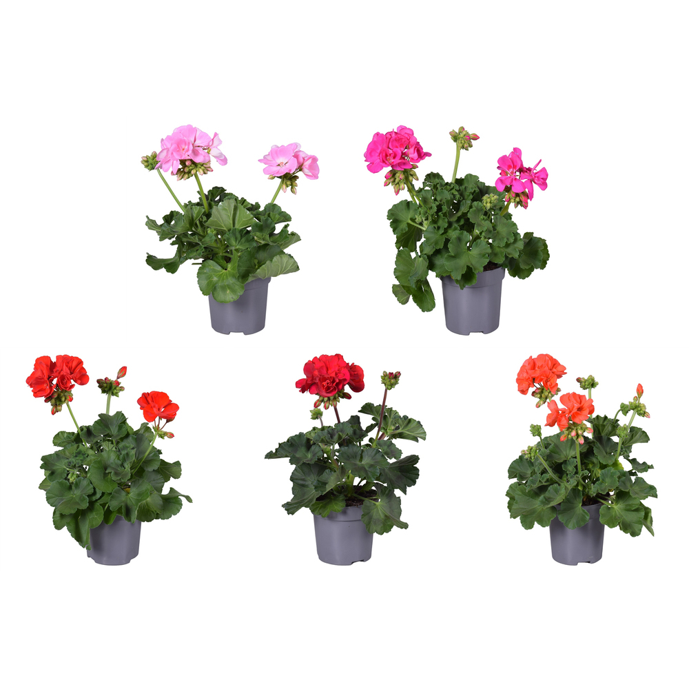 pelargonium zonale