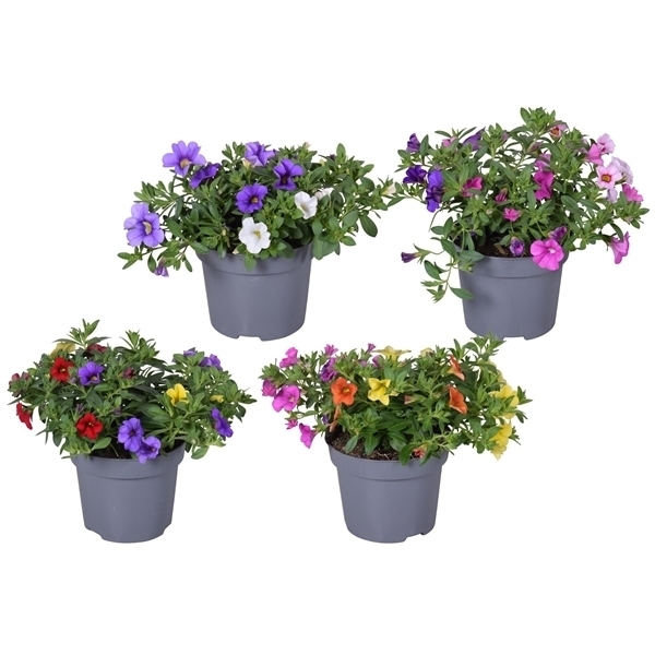 Calibrachoa trio