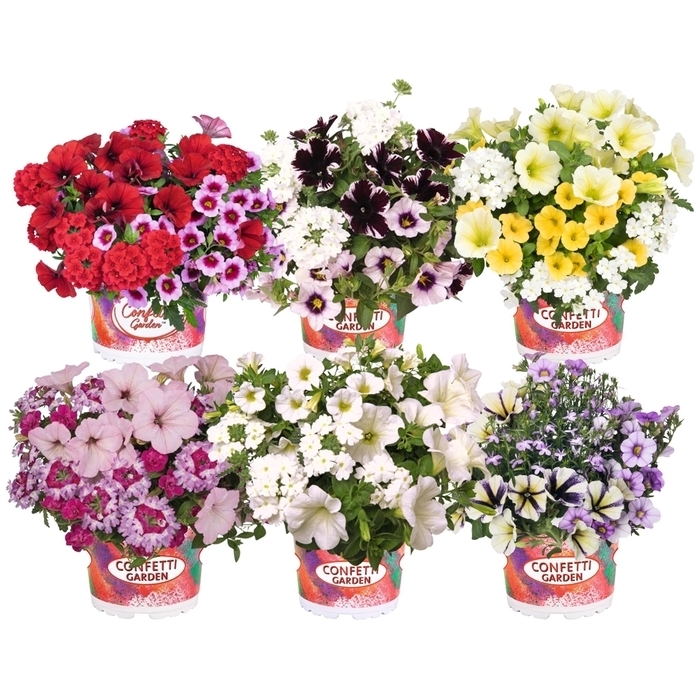 Beetpflanzen confetti garden trio