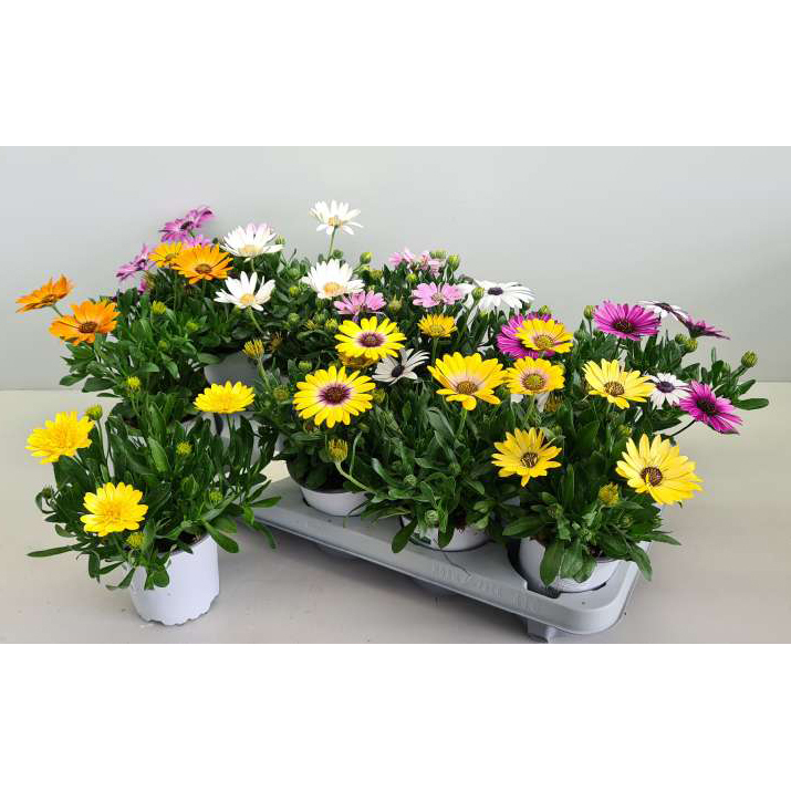 Osteospermum ecklonis