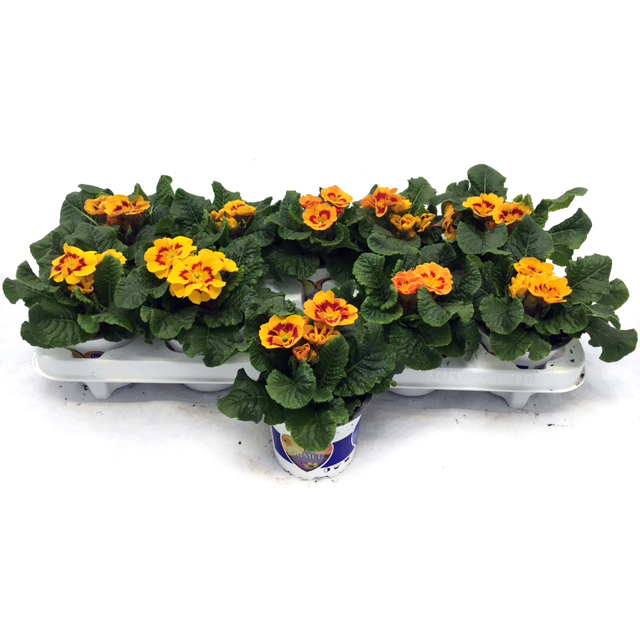 Primula picknick tiger